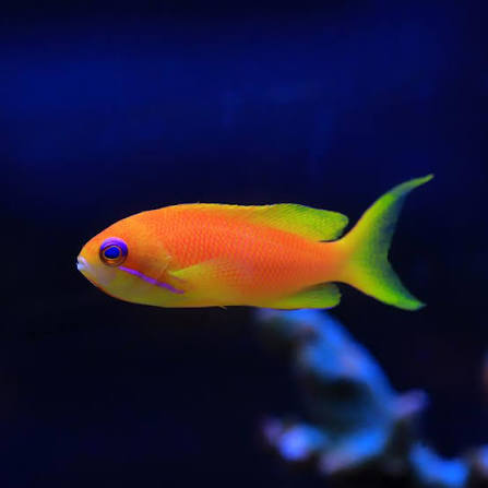 Lyretail Anthias Orange Female