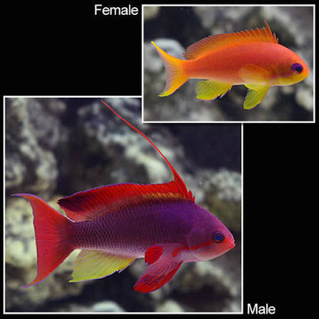 6 Orange Lyretail Anthias (females)