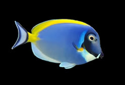 Powder Blue Tang Medium