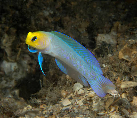 Pearly Jawfish