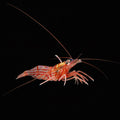 Peppermint Shrimp (Medium) *Eats Aptasia!