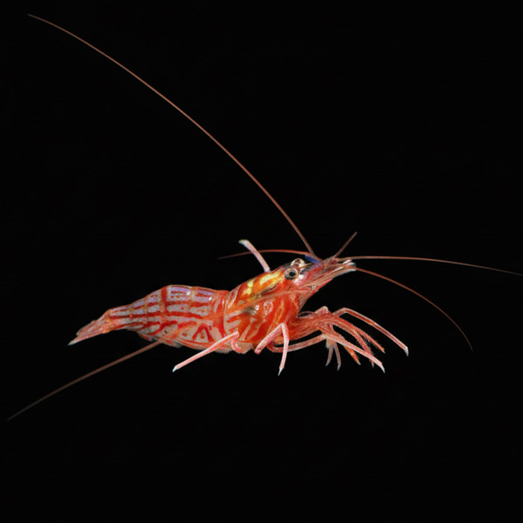 Peppermint Shrimp (Medium) *Eats Aptasia!