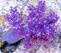 Koji Wada Pink Nepthea Small Frag 1"