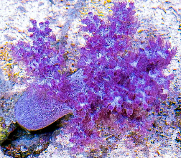 Koji Wada Pink Nepthea Small Frag 1"