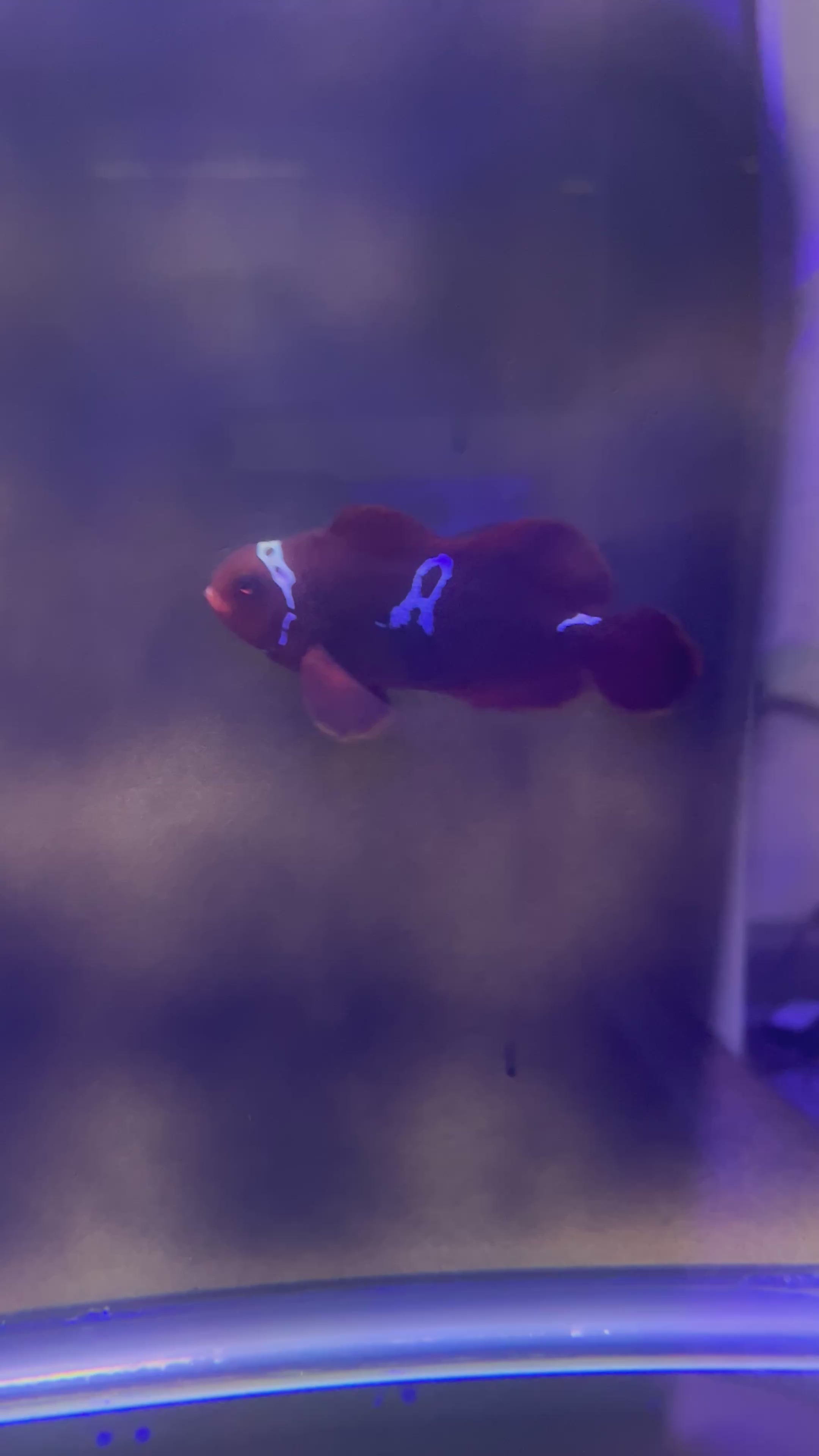Lightning Maroon Clownfish Medium wysiwyg