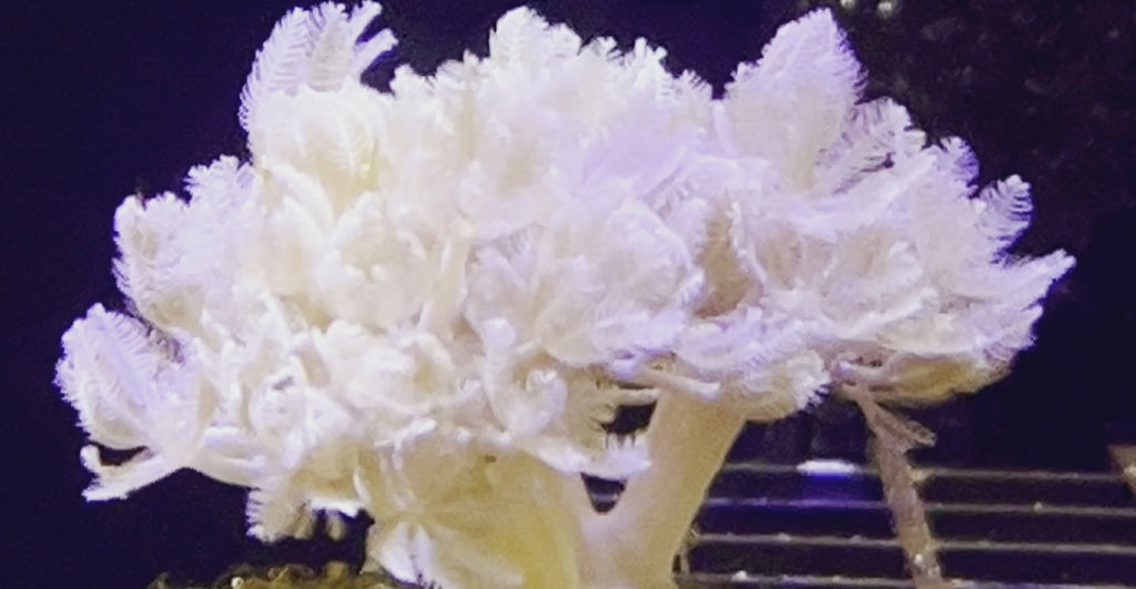 CVC Pulsing Xenia