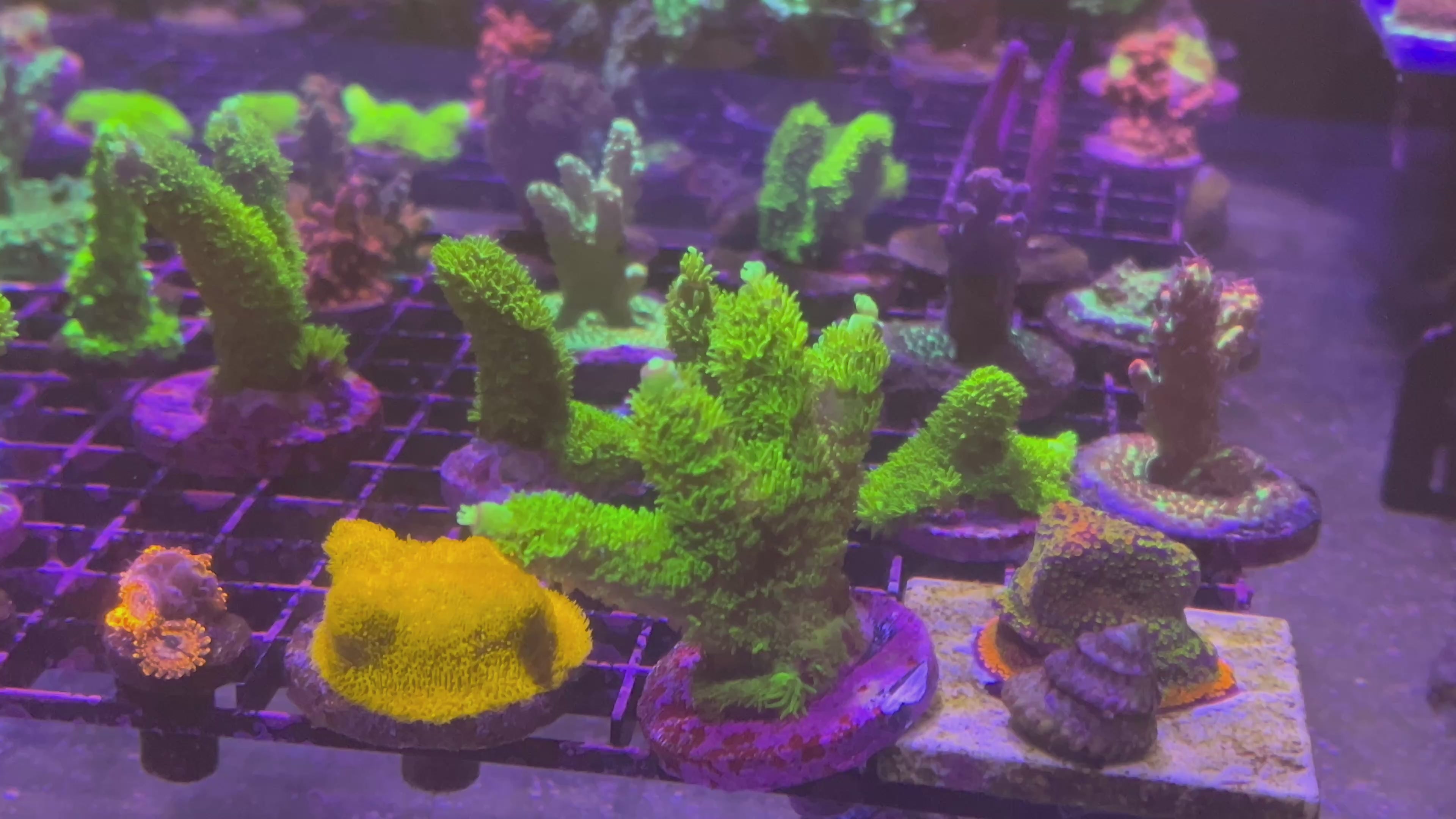 XL Green Slimer Acropora frag