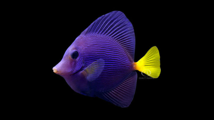 Purple Tang Captive Bred (Small)
