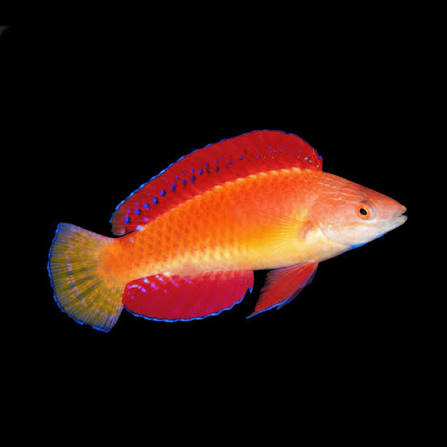 Redfin Fairy Wrasse
