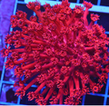 Red Goniopora Colony wysiwyg