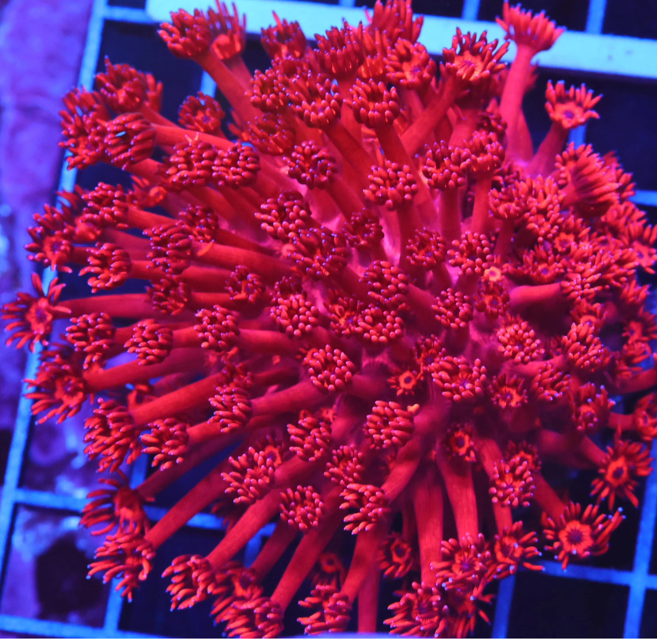 Red Goniopora Colony wysiwyg