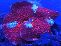 Red Speckeld Mushroom