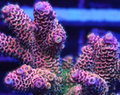 CVC Rainbow Millepora Frag