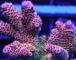 CVC Rainbow Millepora Frag