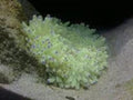 Sebae Anemone