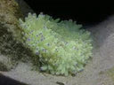 Sebae Anemone