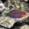 Six Line Wrasse Small