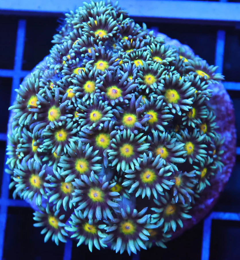 Sunny Days Goniopora