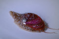 Stomatella Snail 2 pack