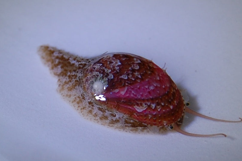 Stomatella Snail 2 pack