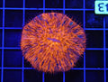 Splattered Fungia WYSIWYG