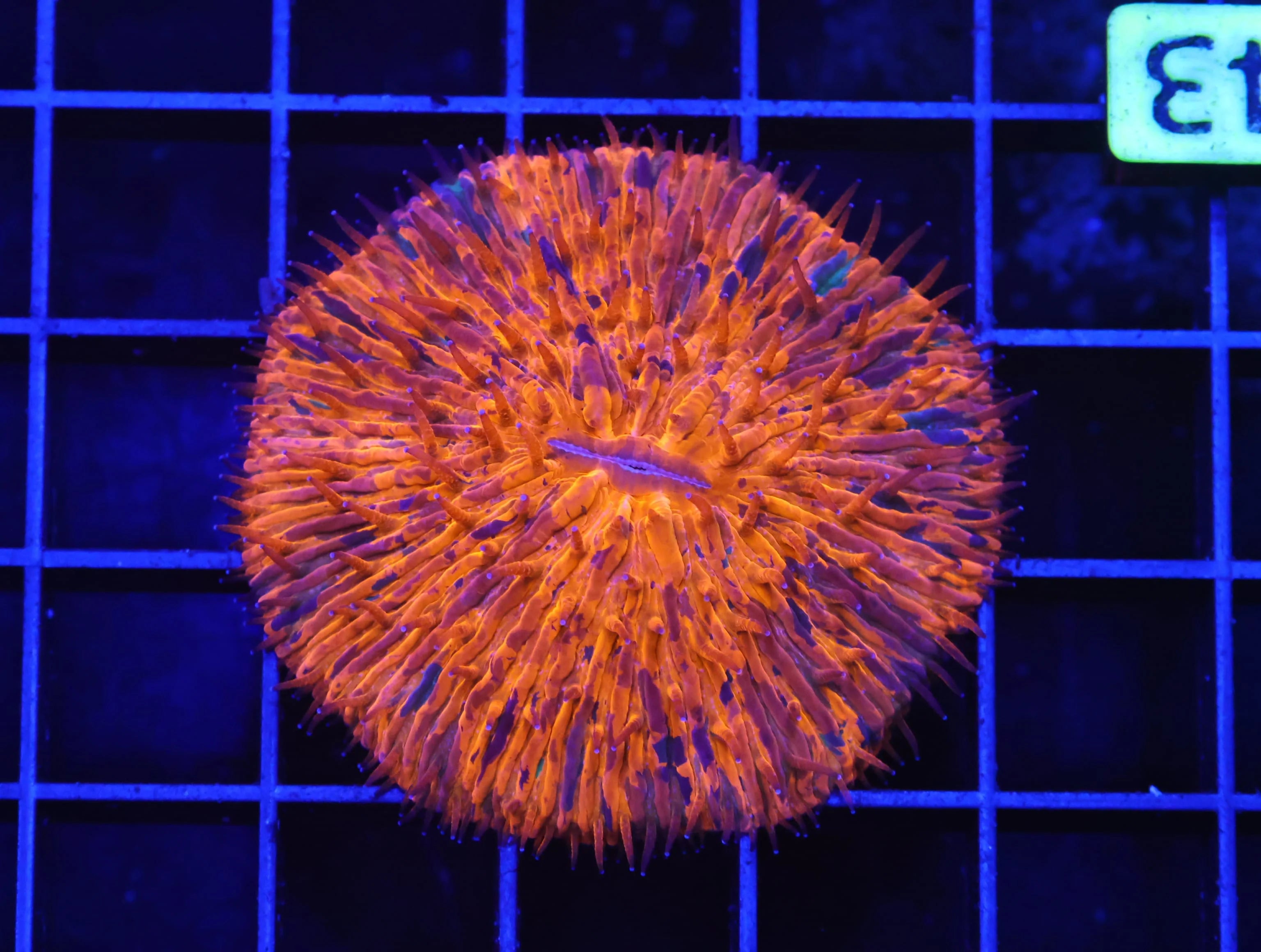 Splattered Fungia WYSIWYG