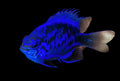 Springeri Damsel