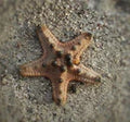 Chocolate Chip Star