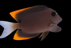 Flame Fin Tomini Tang Small