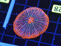Tropical Fungia WYSIWYG