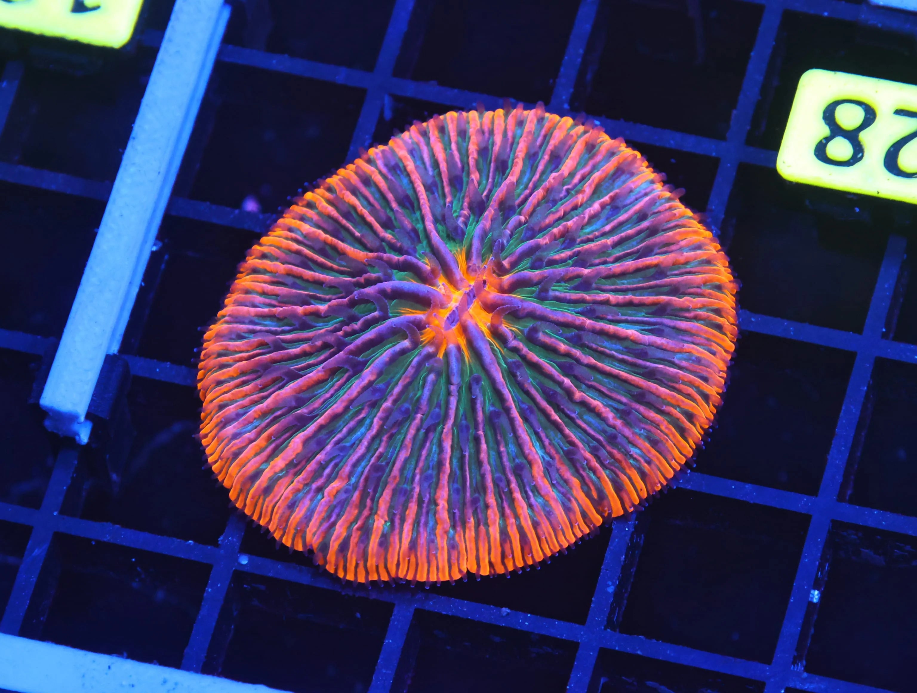 Tropical Fungia WYSIWYG