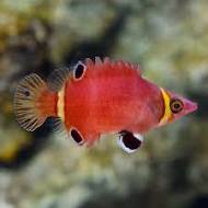 Yellow Banded Possum Wrasse