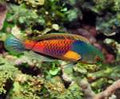 Yellow Flanked Fairy Wrasse Terminal Male (Large)