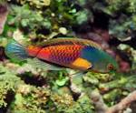 Yellow Flanked Fairy Wrasse Terminal Male (Large)